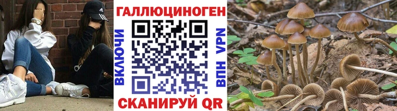 Псилоцибиновые грибы ЛСД  Новосокольники 